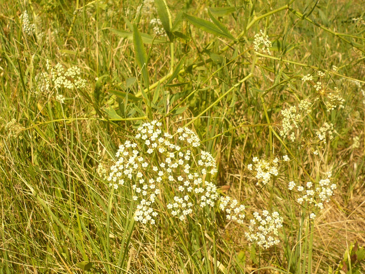 Falcaria vulgaris (Apiaceae)